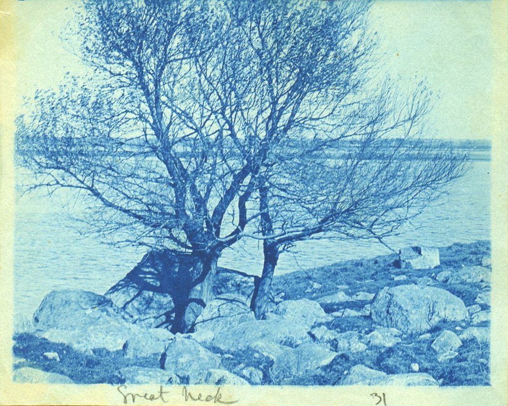 Árvore à margem da água em cianótipo azul